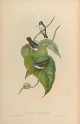Cyanomyia quadricolor